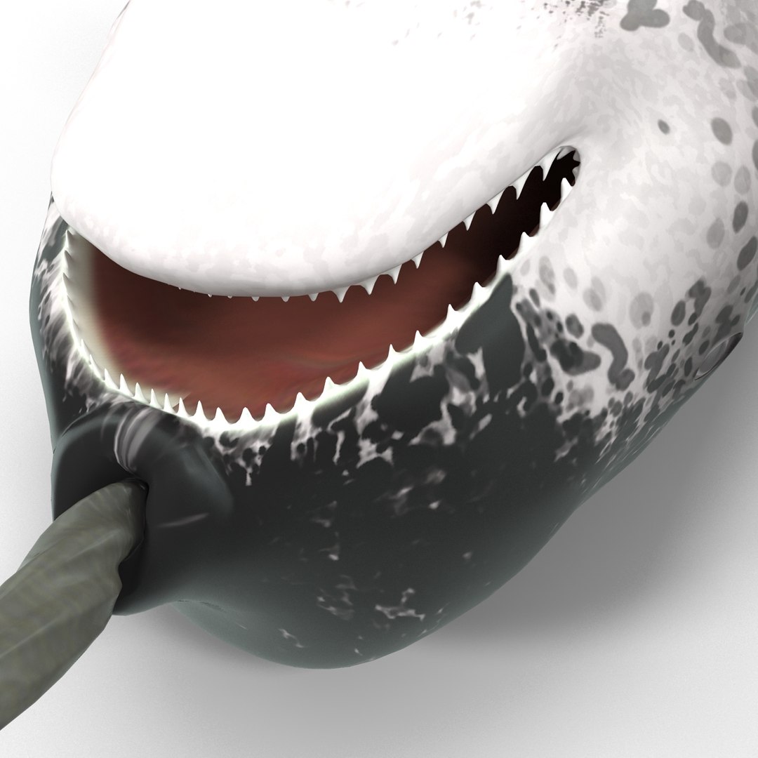 3d narwhal whale https://p.turbosquid.com/ts-thumb/w3/xQ3uda/MEvPXodb/narwhalwhale_92/jpg/1406301138/1920x1080/fit_q87/55ae37317b487237e92e3fefc2e2f6cae85af837/narwhalwhale_92.jpg
