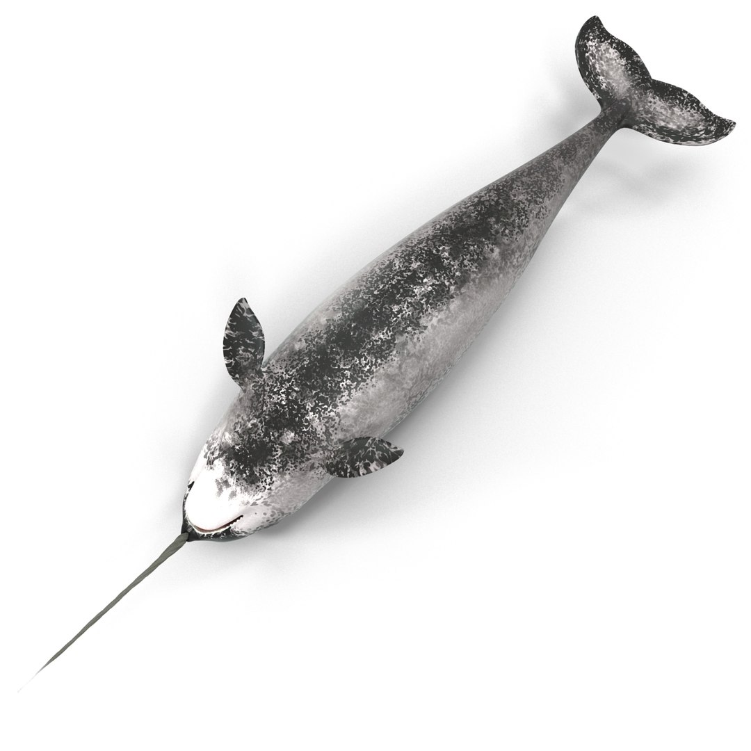 3d narwhal whale https://p.turbosquid.com/ts-thumb/w3/xQ3uda/Rn5D8FBD/narwhalwhale_91/jpg/1406301058/1920x1080/fit_q87/98677a01336f9afd25b04005b4388c4a306b6415/narwhalwhale_91.jpg