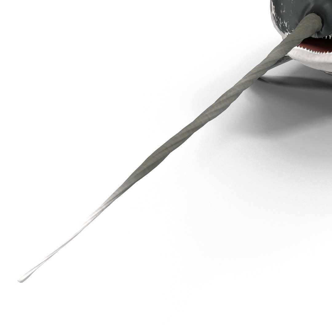3d narwhal whale https://p.turbosquid.com/ts-thumb/w3/xQ3uda/U1gfediq/narwhalwhale_87/jpg/1406301128/1920x1080/fit_q87/006624eb4a3e7466caac4fbc36d352f5f3d72787/narwhalwhale_87.jpg