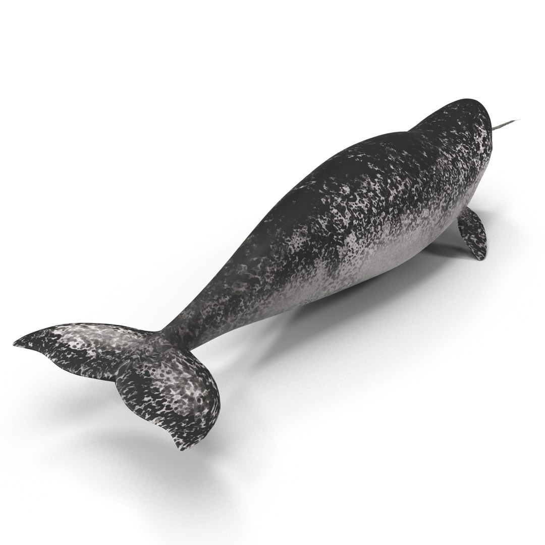 3d narwhal whale https://p.turbosquid.com/ts-thumb/w3/xQ3uda/UoFUwgLR/narwhalwhale_86/jpg/1406301097/1920x1080/fit_q87/e5e586a03d8bdff9c82fc3f248e6b6312abb952e/narwhalwhale_86.jpg