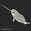 3d narwhal whale