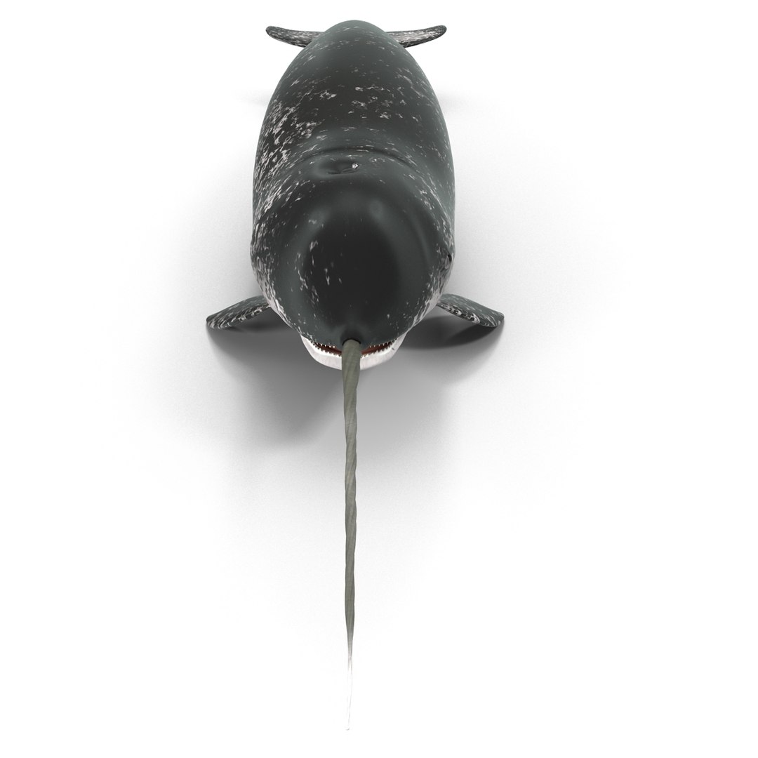 3d narwhal whale https://p.turbosquid.com/ts-thumb/w3/xQ3uda/Xz1xjiA8/narwhalwhale_80/jpg/1406301039/1920x1080/fit_q87/438c467c3f86163b7871d3274792eeec5b89eb12/narwhalwhale_80.jpg