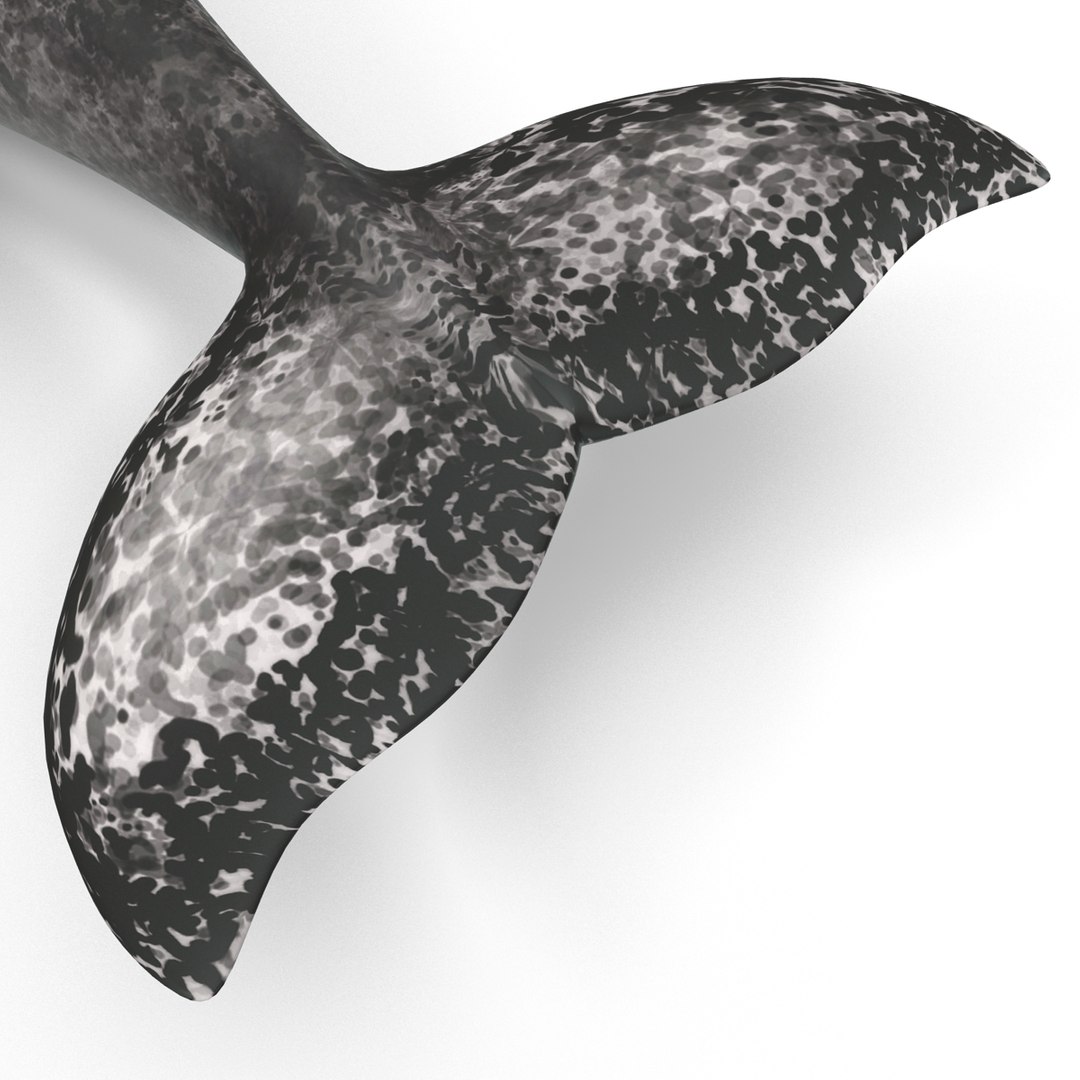 3d narwhal whale https://p.turbosquid.com/ts-thumb/w3/xQ3uda/YbD9qrbR/narwhalwhale_90/jpg/1406301133/1920x1080/fit_q87/120067b4313f302054546704079b3530cfb3e3be/narwhalwhale_90.jpg
