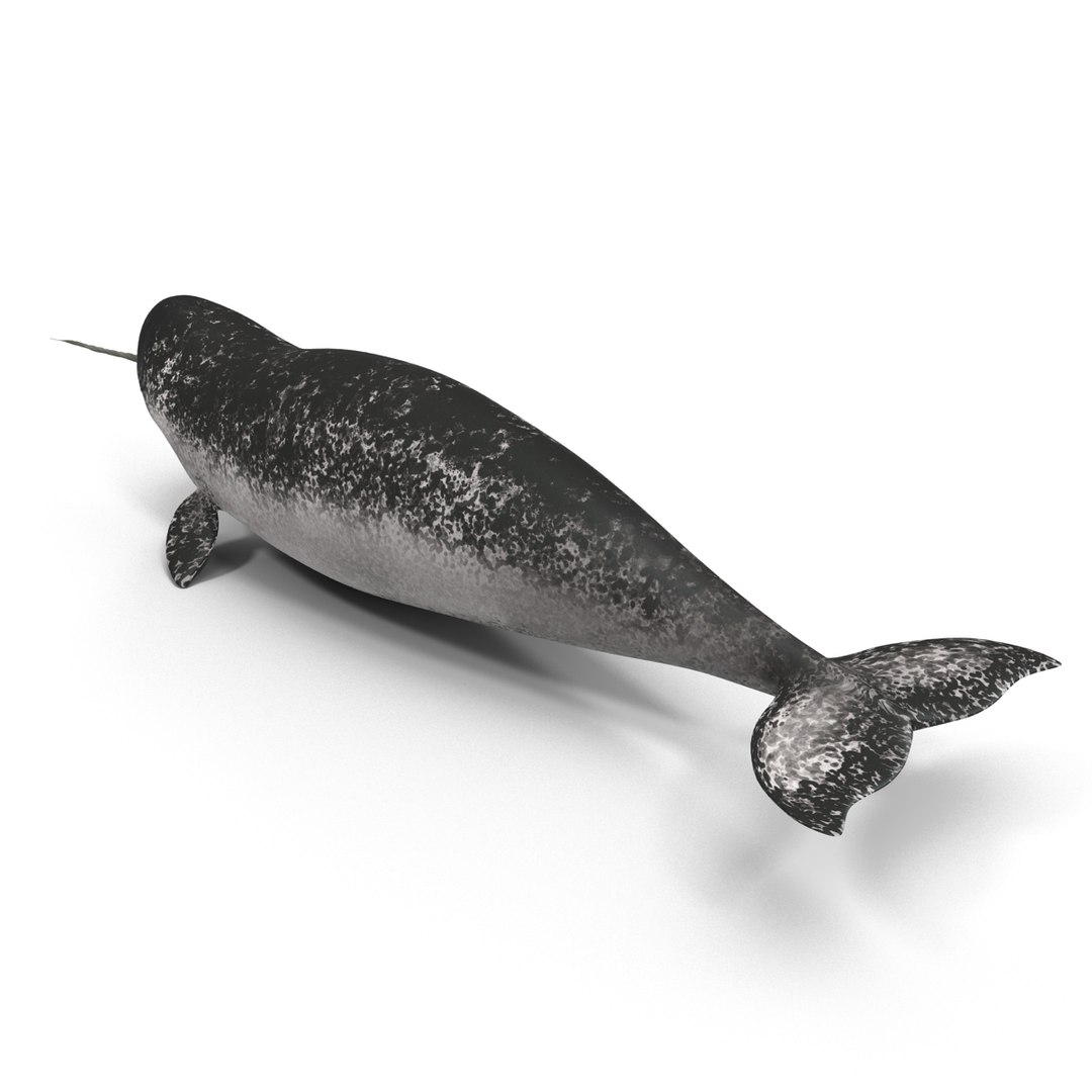 3d narwhal whale https://p.turbosquid.com/ts-thumb/w3/xQ3uda/ZWysxHti/narwhalwhale_83/jpg/1406301122/1920x1080/fit_q87/3e765268252e3bbbb81e8621b35244a78d0e6ff5/narwhalwhale_83.jpg