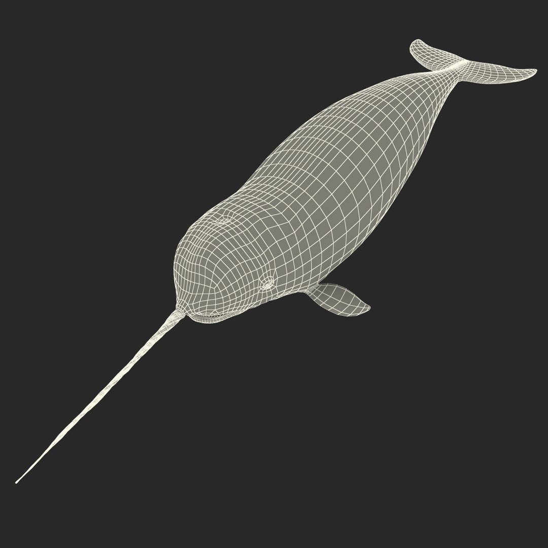 3d narwhal whale https://p.turbosquid.com/ts-thumb/w3/xQ3uda/jtghOS6V/narwhalwhale_94/jpg/1406301113/1920x1080/fit_q87/efeff6af21cd17a6a67cb03cce4fe1ff85ab22bd/narwhalwhale_94.jpg