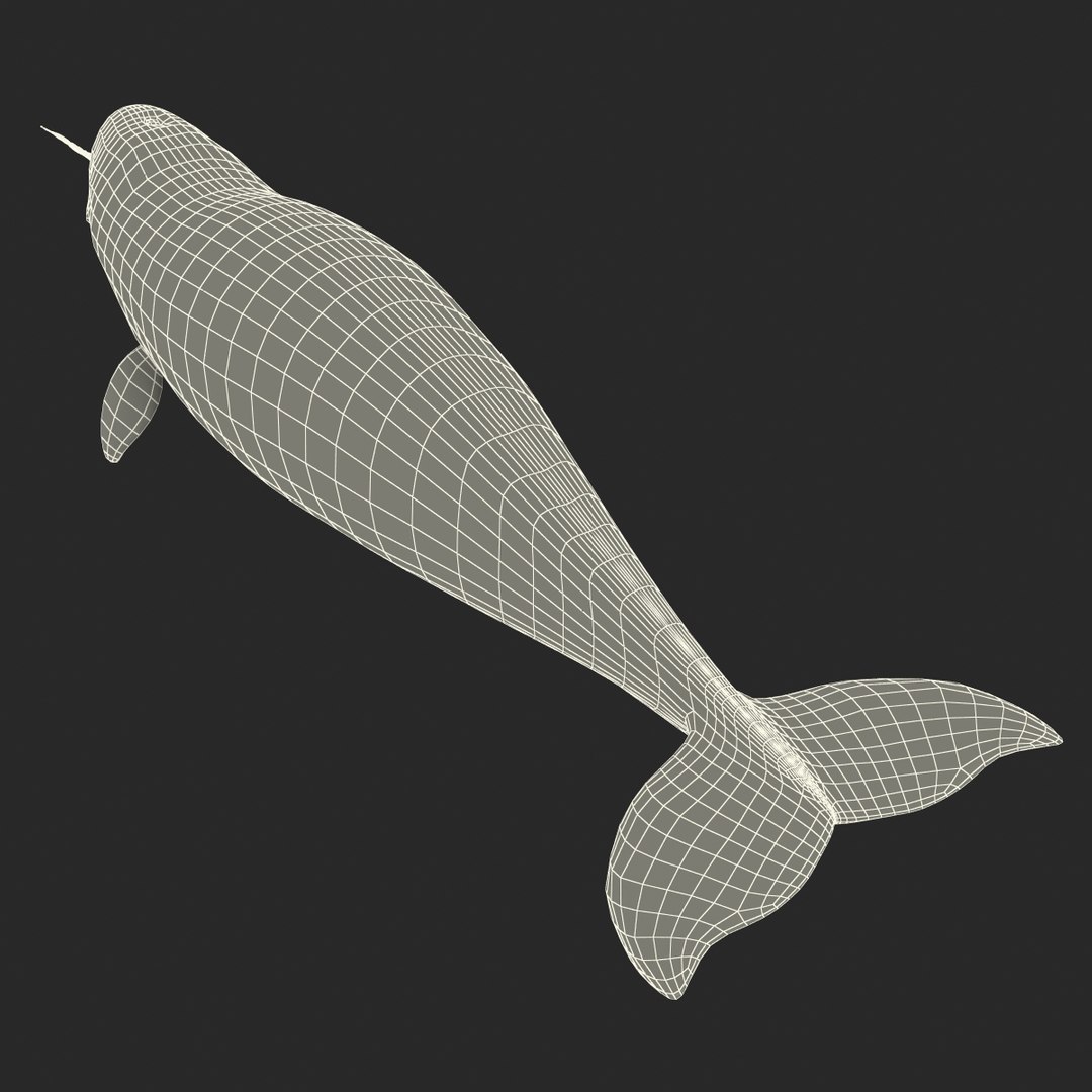 3d narwhal whale https://p.turbosquid.com/ts-thumb/w3/xQ3uda/rAslzYEM/narwhalwhale_95/jpg/1406301144/1920x1080/fit_q87/234fce8f8b4a4f5288f61deb3560822879d690d0/narwhalwhale_95.jpg