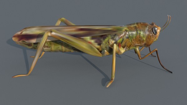 Locust 3D model - TurboSquid 1683236