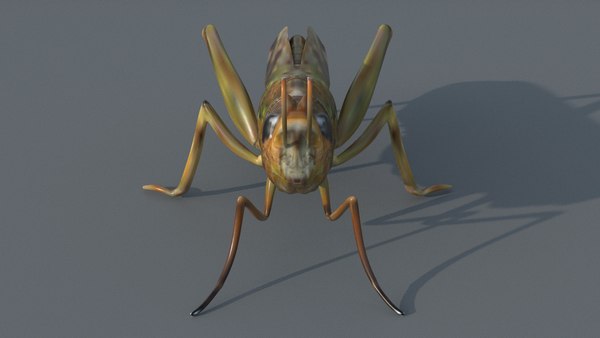 Locust 3D model - TurboSquid 1683236