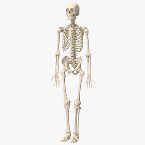 Human Male Skeleton Anatomy 3D