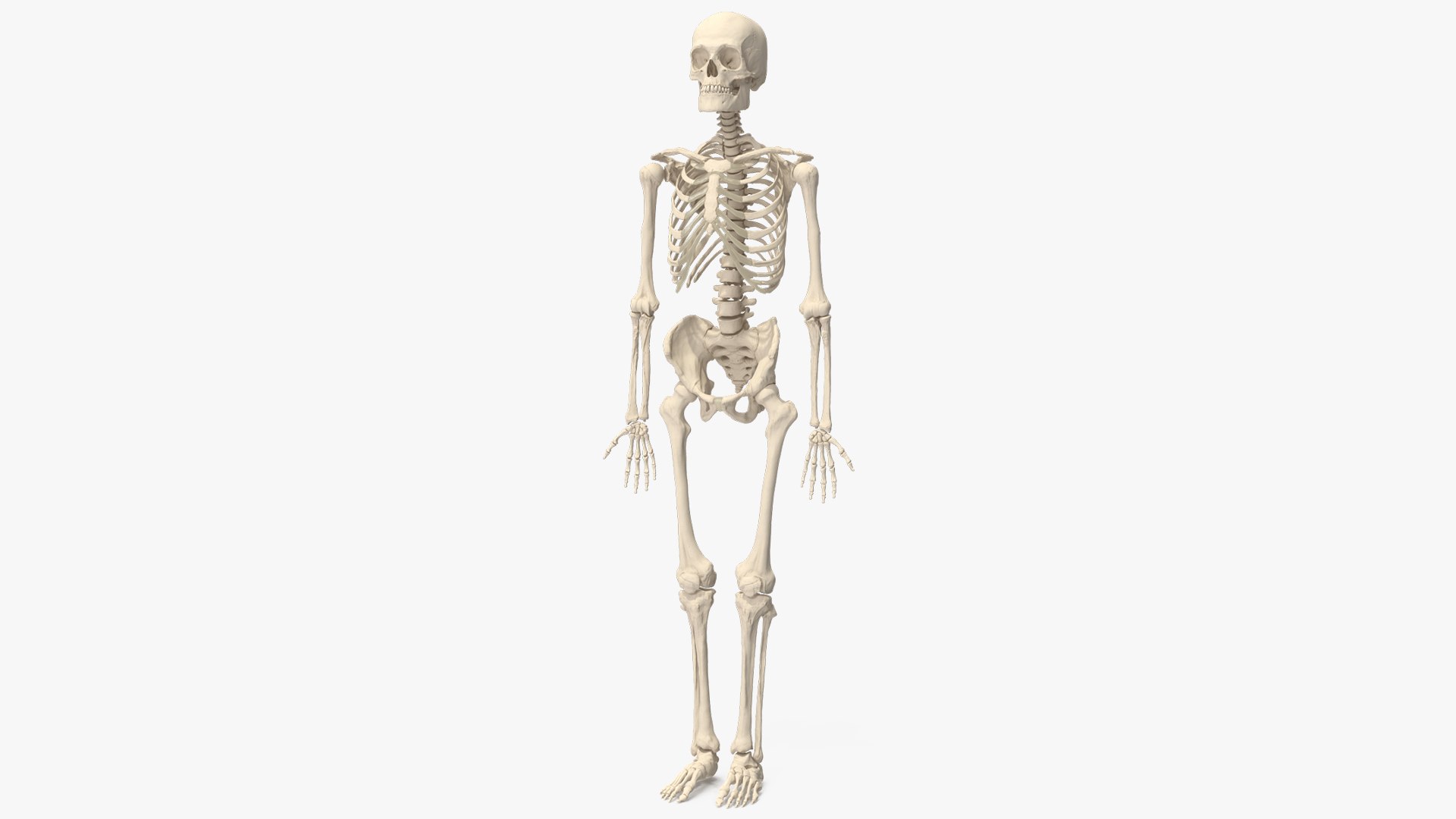 Human Male Skeleton Anatomy 3D model for medical visualization, anatomy illustration, educational content, and scientific rendering