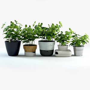 Basil