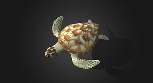 Green Sea Turtle