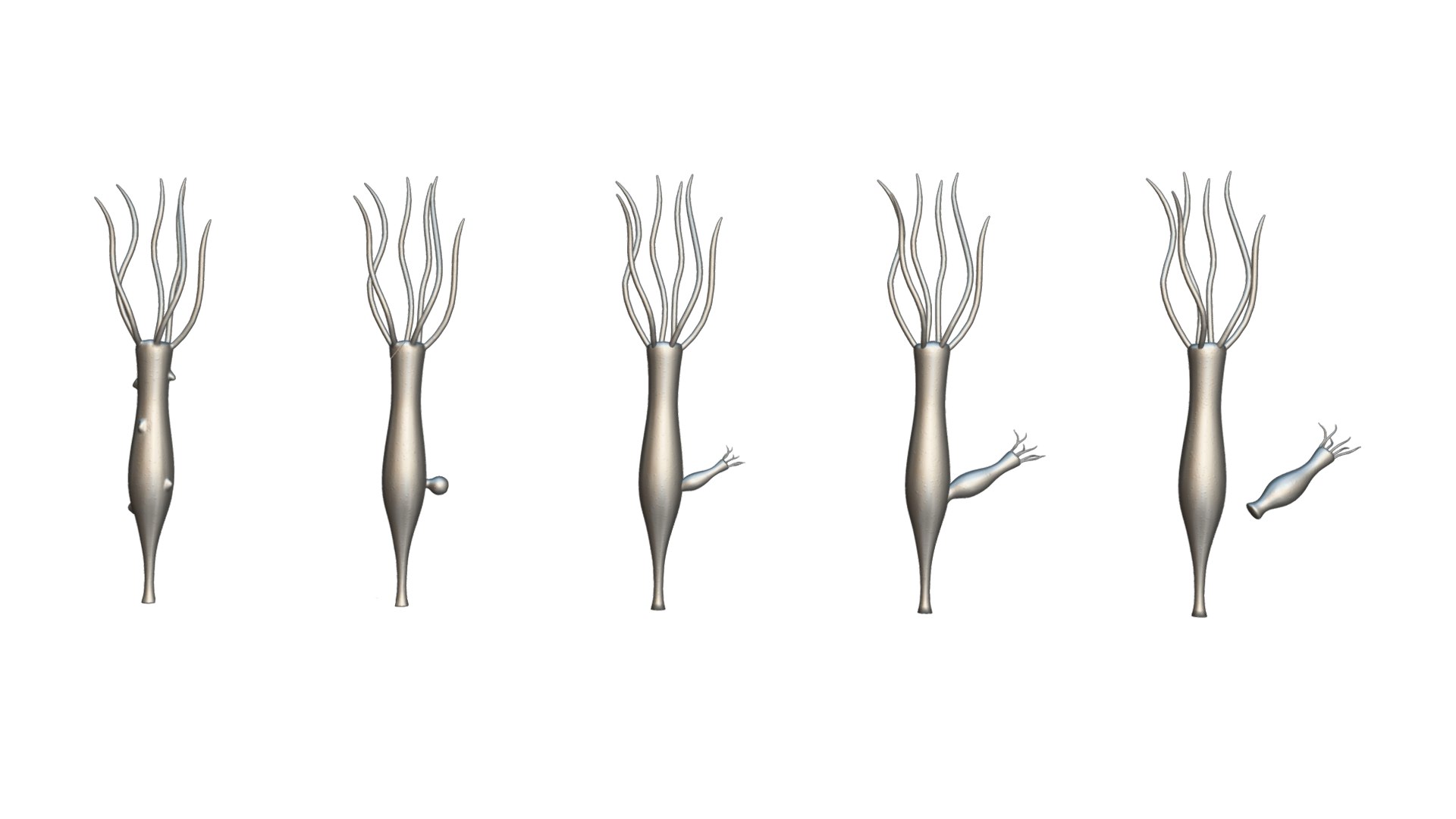 Hydra Gender And Ovary Stages 3D Model - TurboSquid 2148496