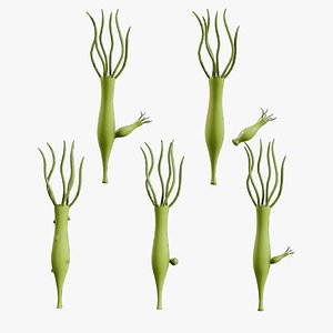 Hydra Gender and Ovary Stages 3D model
