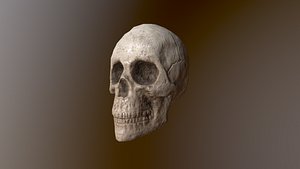 3D model Human Skull Low Poly 3D model
