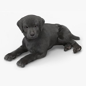 3D Labrador Retriever Puppy Black Lying Down Fur for Maya model