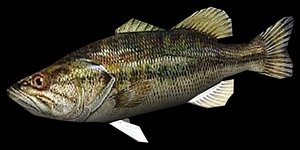 Bass