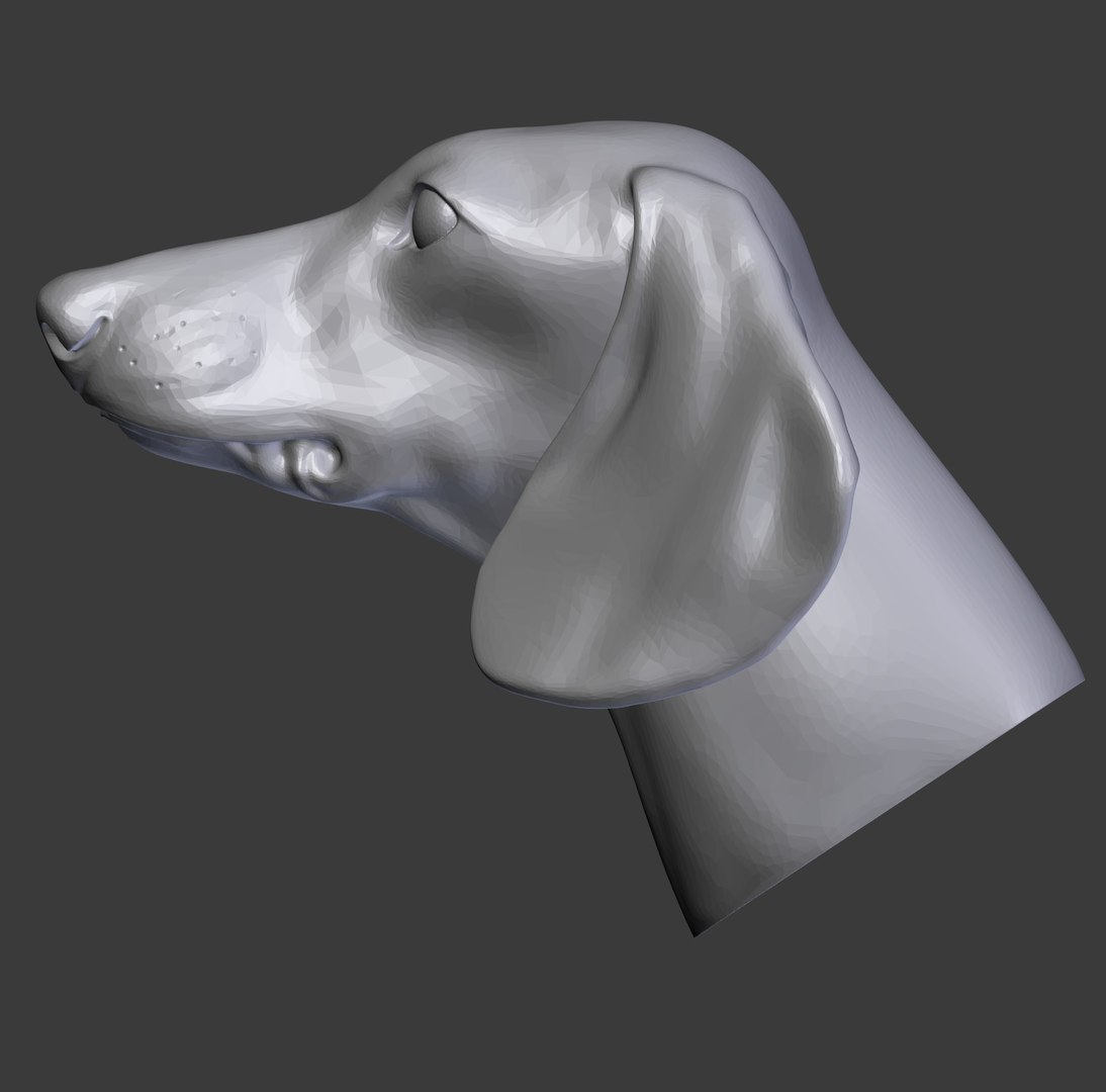 Canine Dog 3D Model - TurboSquid 1174036