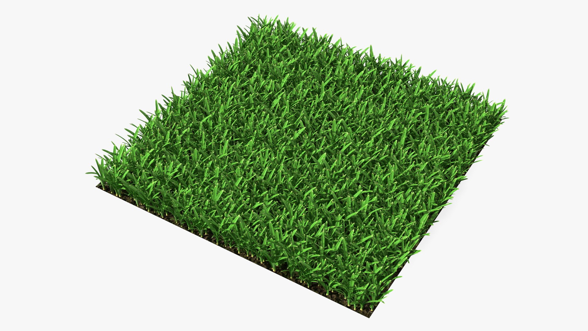 St Augustine Grass Lawn 3D model preview