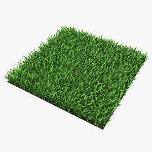 St Augustine Grass Lawn