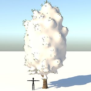 Snow Carolina Poplar Tree