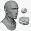Cabeça masculina basemesh