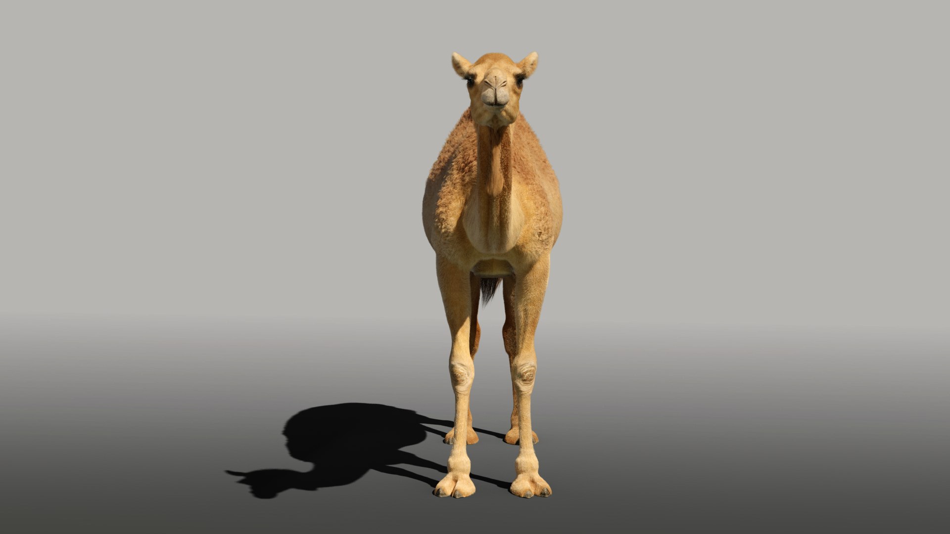 camel rigging baby model https://p.turbosquid.com/ts-thumb/w4/hmJ7rZ/ytt8GYK0/camel_effectmap_01/png/1596207314/1920x1080/fit_q87/30d8ad01c283cd88fc0bec109718574a3b756e4d/camel_effectmap_01.jpg