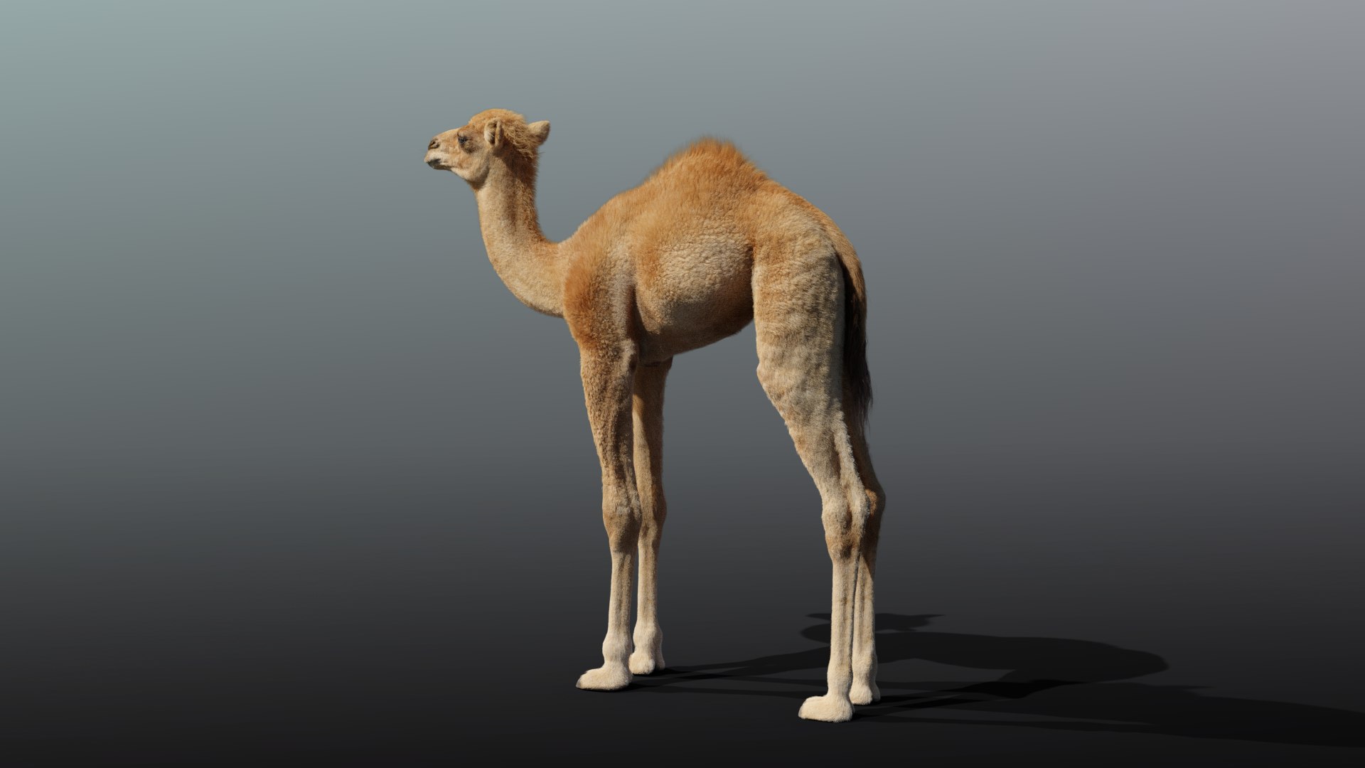 camel rigging baby model https://p.turbosquid.com/ts-thumb/w4/hmJ7rZ/zV4ruClC/camel_baby_effectmpa06/png/1596207314/1920x1080/fit_q87/0ba4e513a5b7eced6be53d8ab90db970bb3c4b69/camel_baby_effectmpa06.jpg