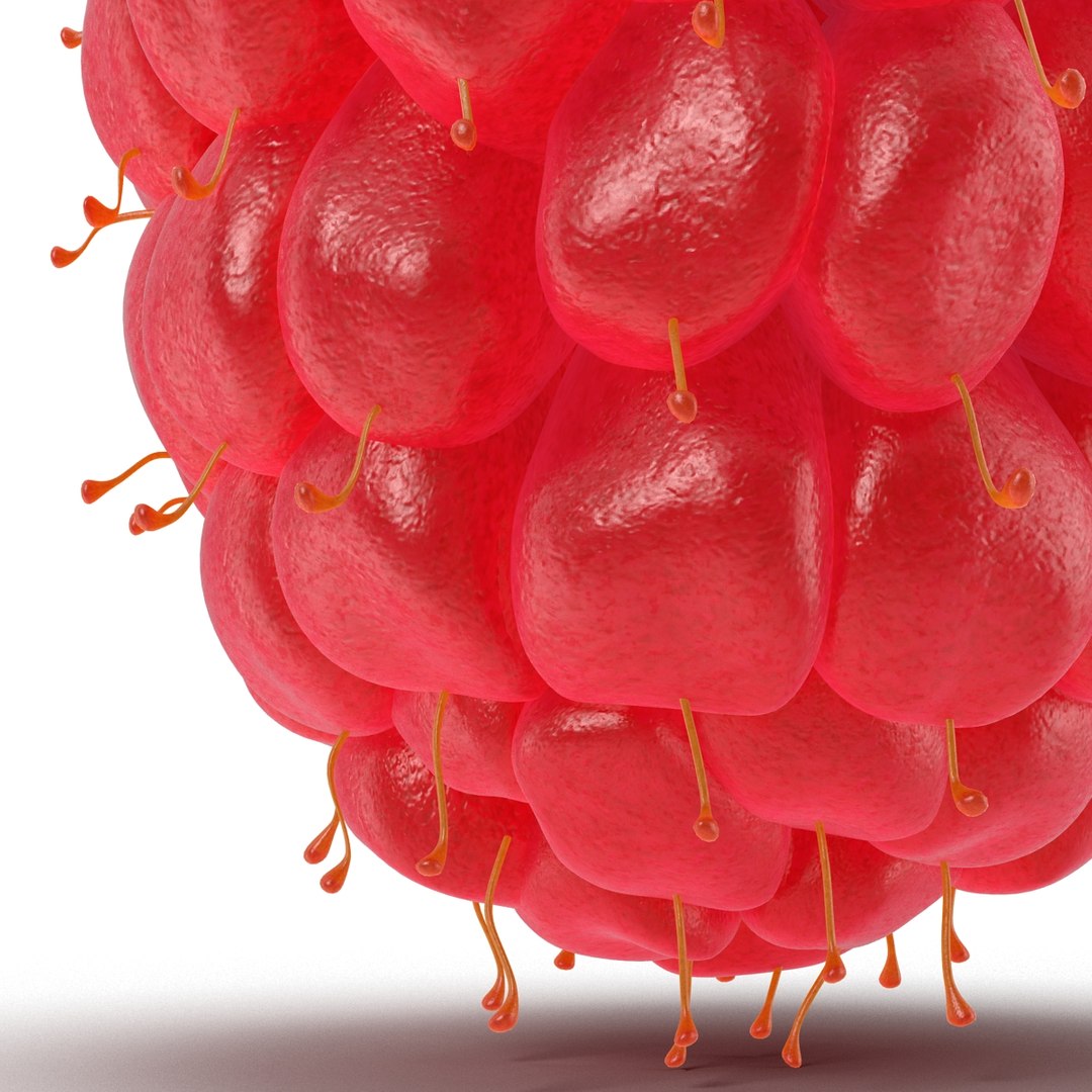 red raspberry modeled 3ds