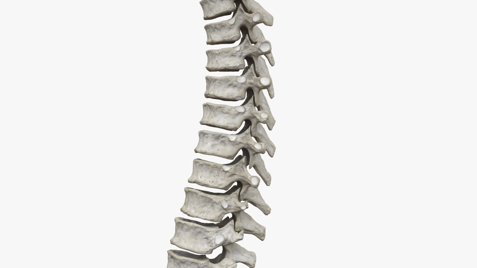 rigged spine vertebra 3D model https://p.turbosquid.com/ts-thumb/w4/plILji/N5sCF1pt/stills_0002/jpg/1606328735/1920x1080/fit_q87/31f646bad27fc9e779f0e1fd5cdb0ae380c4de4e/stills_0002.jpg