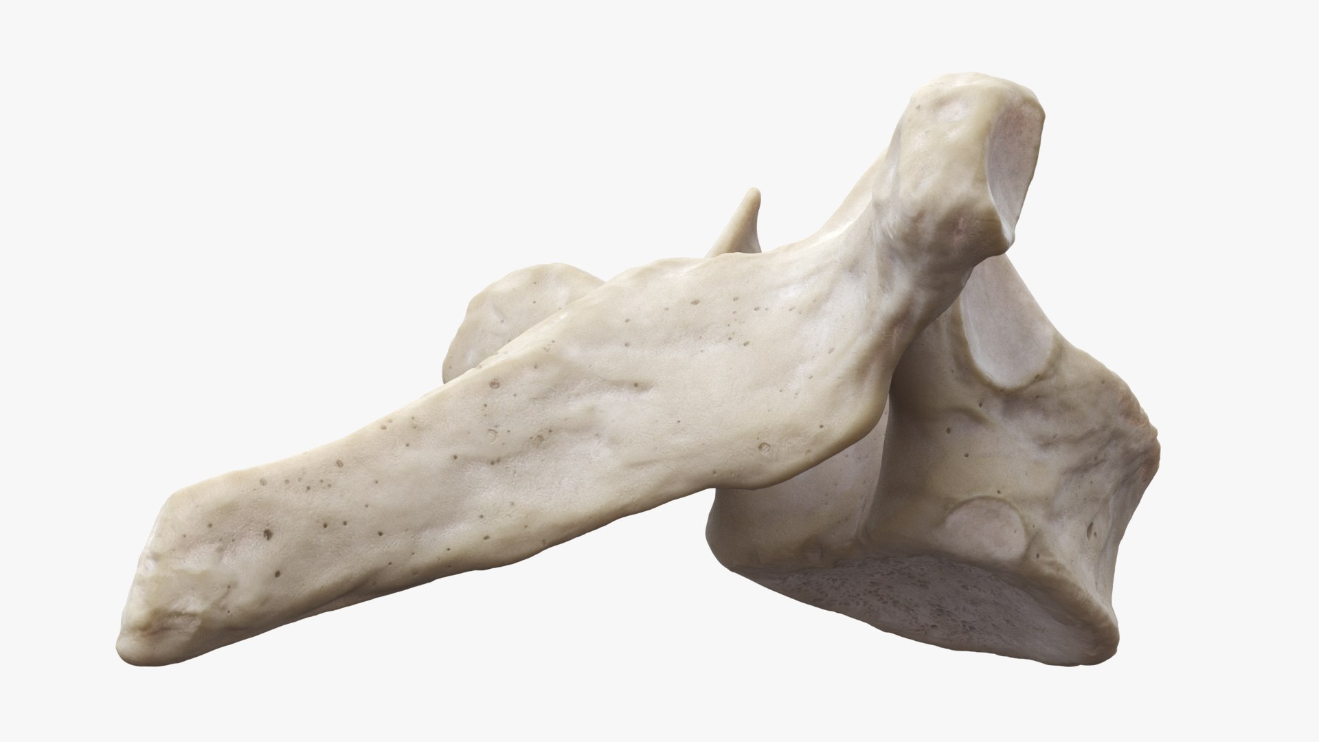 rigged spine vertebra 3D model https://p.turbosquid.com/ts-thumb/w4/plILji/VlzEfkzy/vertebrae_back_0014/jpg/1606329025/1920x1080/fit_q87/b0564555549b29b0147f836dcb736e61918f052b/vertebrae_back_0014.jpg