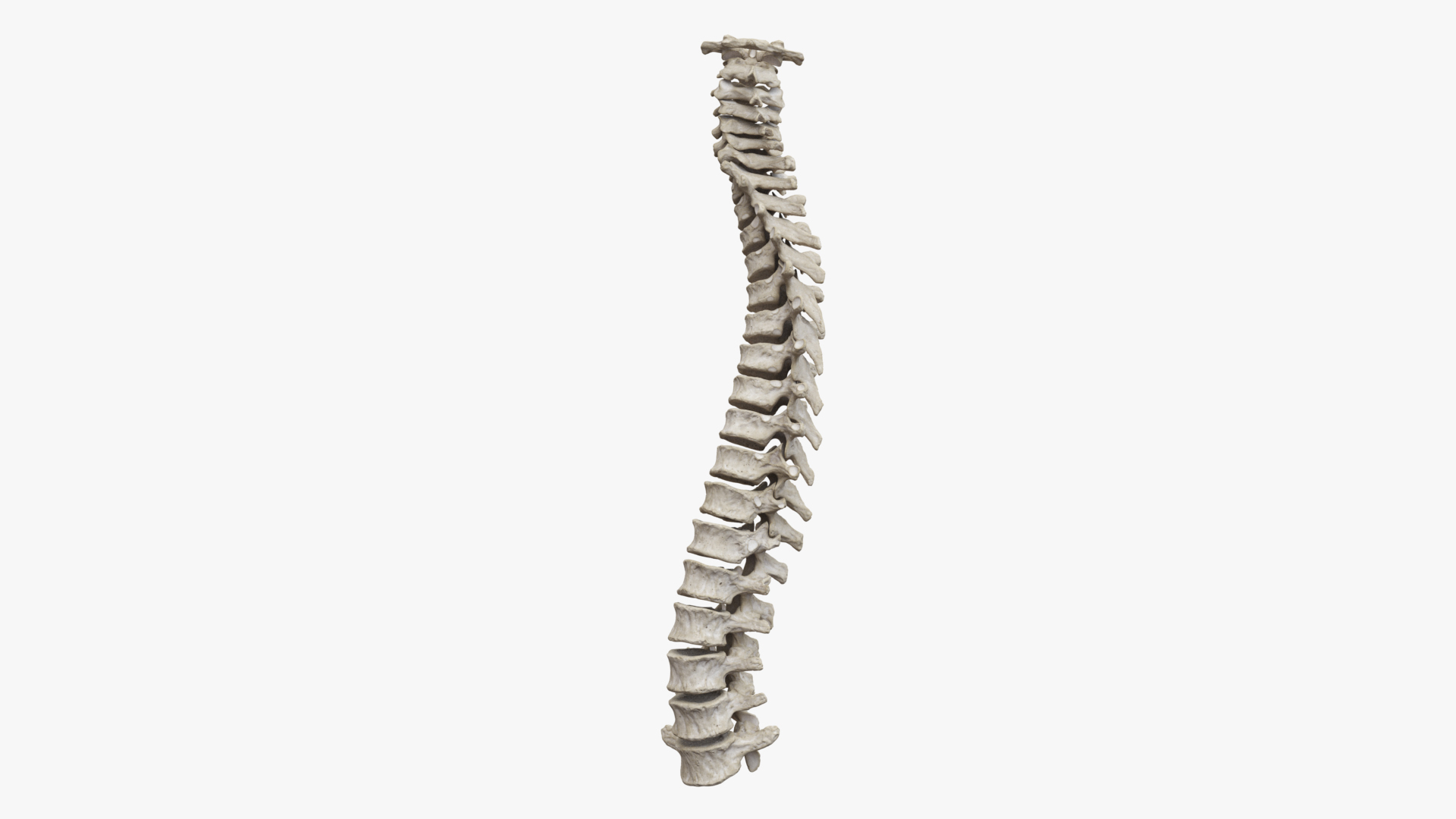 Rigged spine vertebra 3D model - TurboSquid 1655787