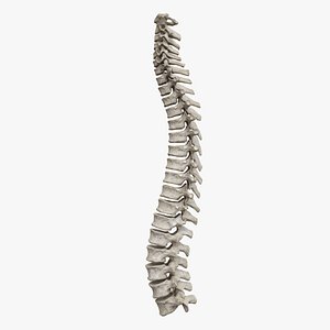 rigged spine vertebra 3D model