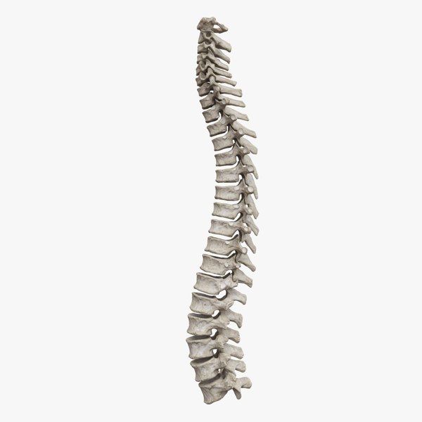 Rigged spine vertebra 3D model - TurboSquid 1655787