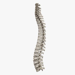 Spine Rigged