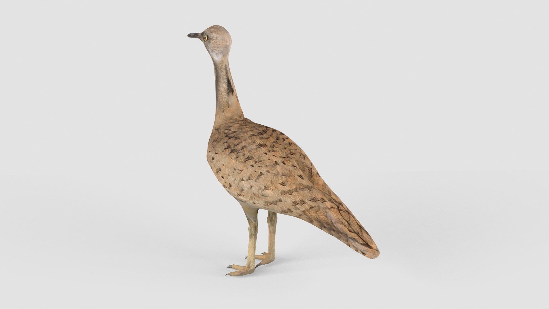 3D Houbara - TurboSquid 1740999