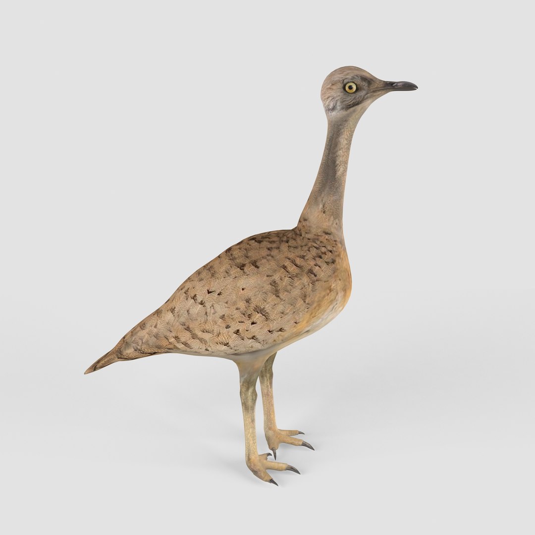 3D Houbara - TurboSquid 1740999