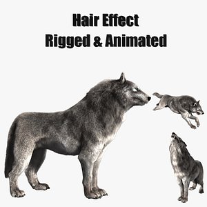 hair effect  wolf model