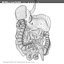 morelli digestive mr 3d model