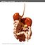morelli digestive mr 3d model