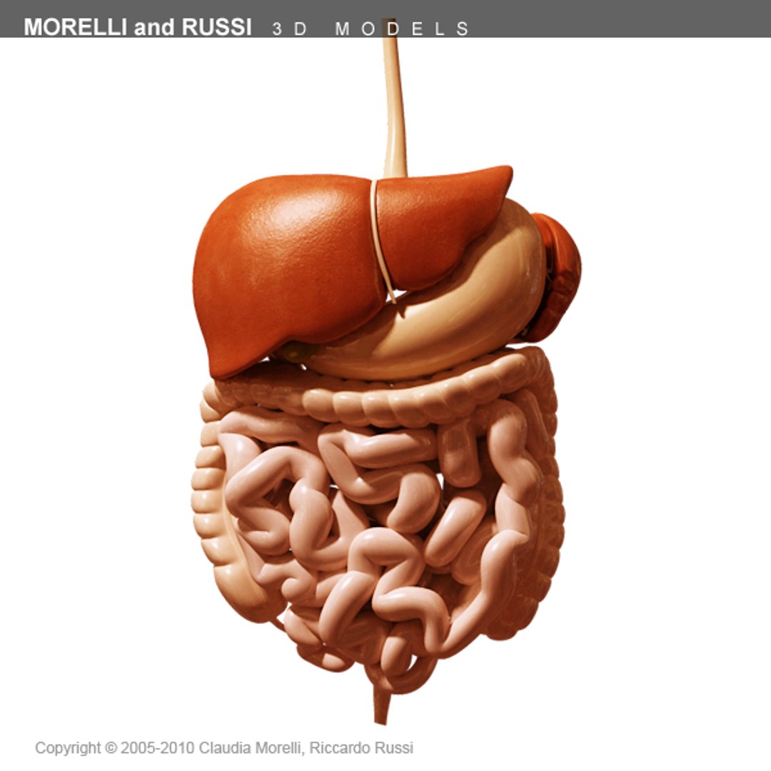 morelli digestive mr 3d model https://p.turbosquid.com/ts-thumb/w5/4bd4cA/aw11XZKi/digestivets600texture04/png/1295201956/1920x1080/fit_q87/a2afeb3e3d83a105aa810a697bafb5a314577bbe/digestivets600texture04.jpg