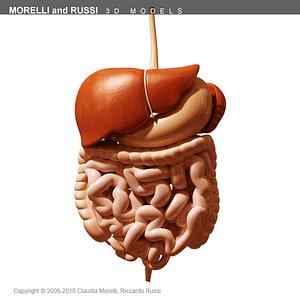 morelli digestive mr 3d model