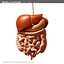 morelli digestive mr 3d model