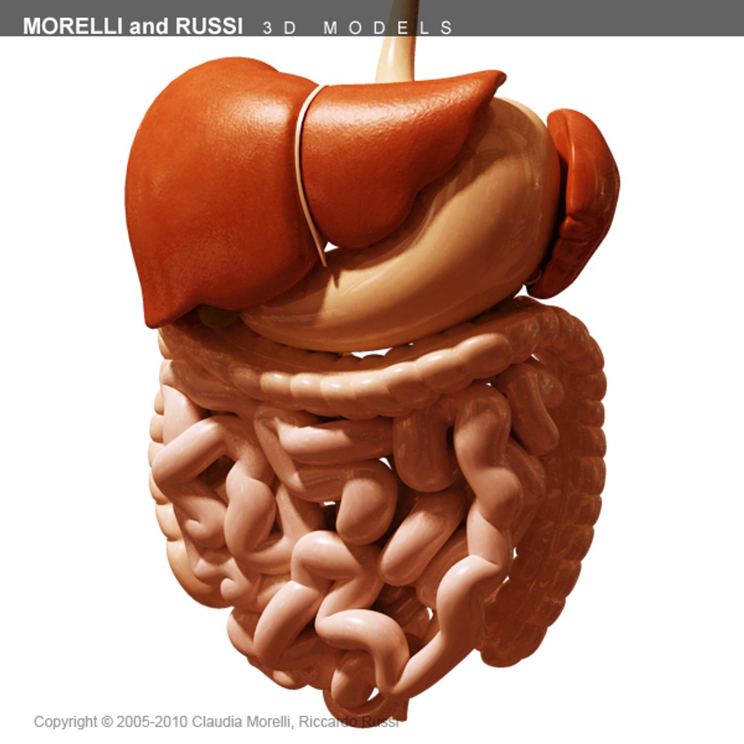 Morelli Digestive Mr 3d Model