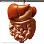 morelli digestive mr 3d model