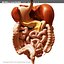 morelli digestive mr 3d model