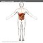 morelli digestive mr 3d model