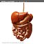 morelli digestive mr 3d model