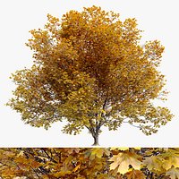 Acer macrophyllum autumn
