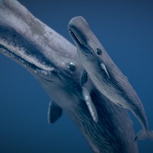 3D Sperm Whale model